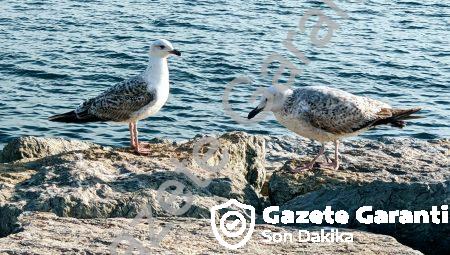 Tuzla’da Kaliteli ve Ekonomik Oto Çekici